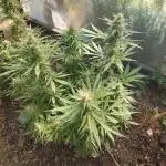 Space Cookies Auto