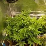 White Rhino From Zamnesia zweite Runde