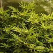 White Rhino From Zamnesia zweite Runde