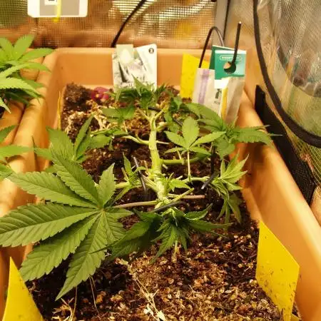 White Rhino From Zamnesia zweite Runde