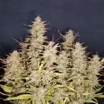 Super Boof Auto von Fast Buds