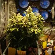 GMO Cookies Auto from Zamnesia