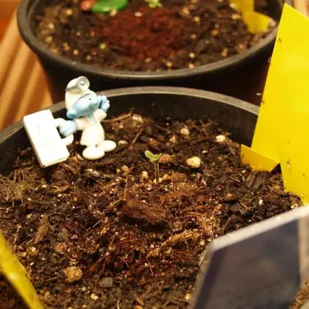 Godfearther OG F1 #3