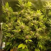 White Rhino From Zamnesia zweite Runde