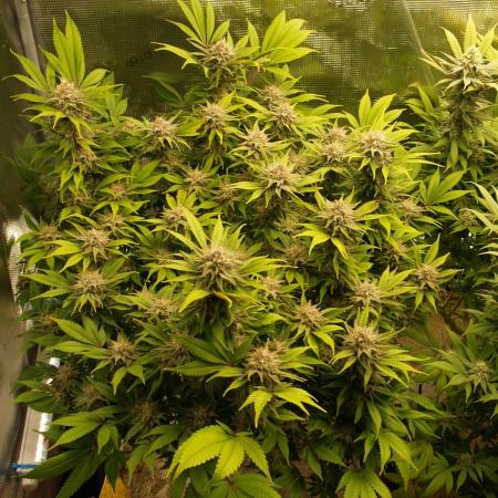 White Rhino From Zamnesia zweite Runde