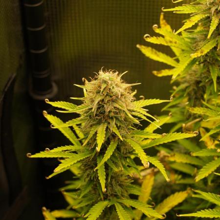 Green Cure CBD F1 Hybrid Auto Zamnesia
