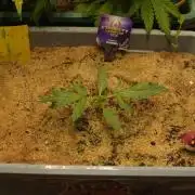 Eternity Cup 2026 Sticky Broccoli Auto