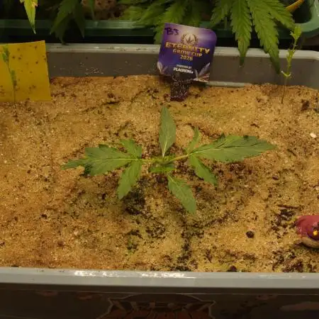 Eternity Cup 2026 Sticky Broccoli Auto