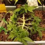 GMO Cookies Auto from Zamnesia