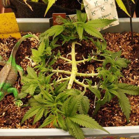 GMO Cookies Auto from Zamnesia