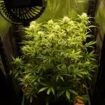 Green Cure CBD F1 Hybrid Auto Zamnesia