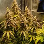 Auto AK-47 XL Divine Seeds