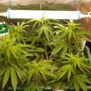 White Truffle Indoor 2025