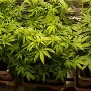 Eleven Roses Klon zur Blüte