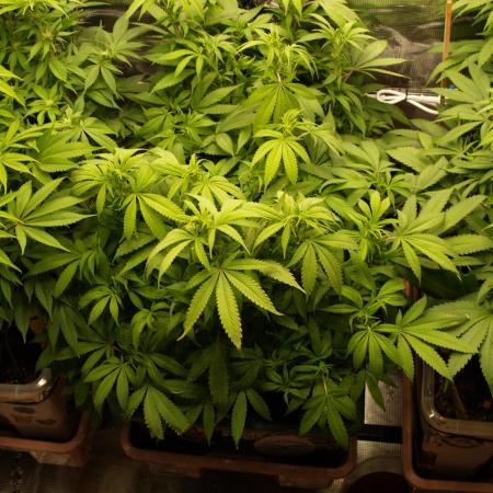 Eleven Roses Klon zur Blüte