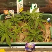 White Truffle Indoor 2025