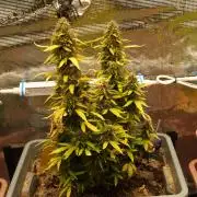 Apple Fritter Auto Winter Grow 2026