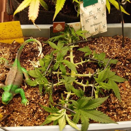 GMO Cookies Auto from Zamnesia