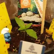 White Truffle Indoor 2025