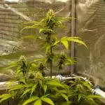 Sweet Pure Auto CBD