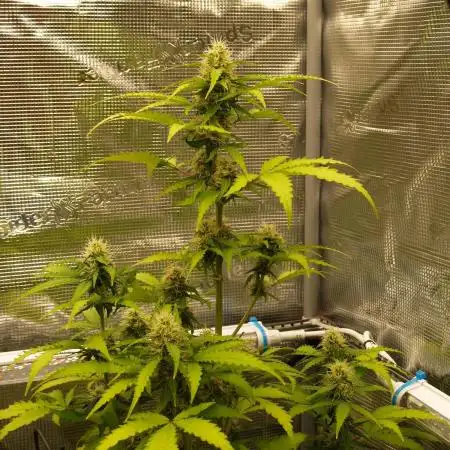 Sweet Pure Auto CBD