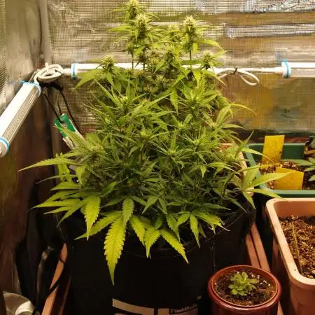 Super Boof Auto von Fast Buds