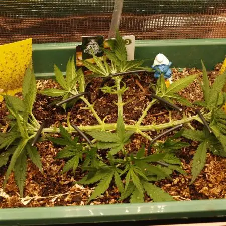 Green Cure CBD F1 Hybrid Auto Zamnesia