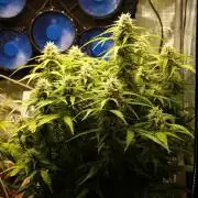 GMO Cookies Auto from Zamnesia