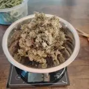 Godfeather OG F1 #3
