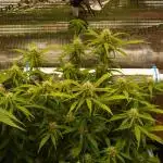 GMO Cookies Auto from Zamnesia