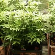 Eleven Roses Klon zur Blüte