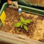 White Truffle Indoor 2025