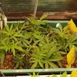 Green Cure CBD F1 Hybrid Auto Zamnesia