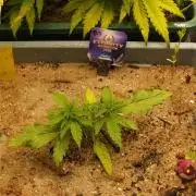 Eternity Cup 2026 Sticky Broccoli Auto