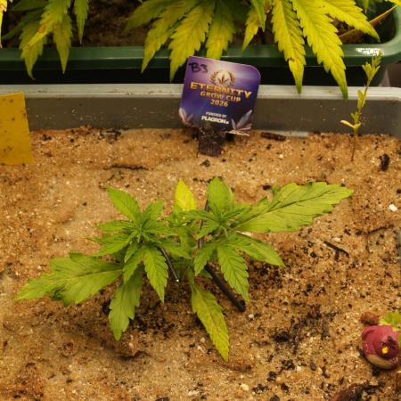 Eternity Cup 2026 Sticky Broccoli Auto