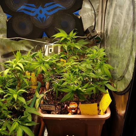 Eleven Roses Klon zur Blüte 2