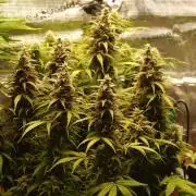 Auto AK-47 XL Divine Seeds