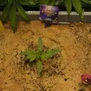 Eternity Cup 2026 Sticky Broccoli Auto