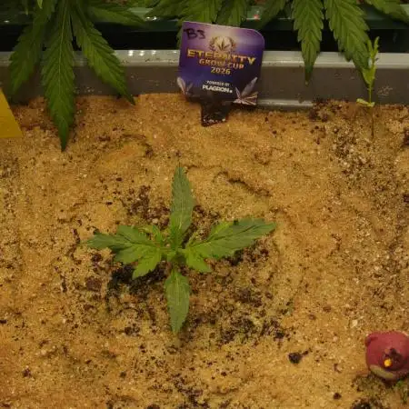Eternity Cup 2026 Sticky Broccoli Auto