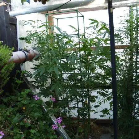 Speedy Chile Outdoor