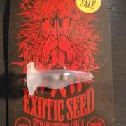 Strawberry Cola Auto Winter Grow 2026