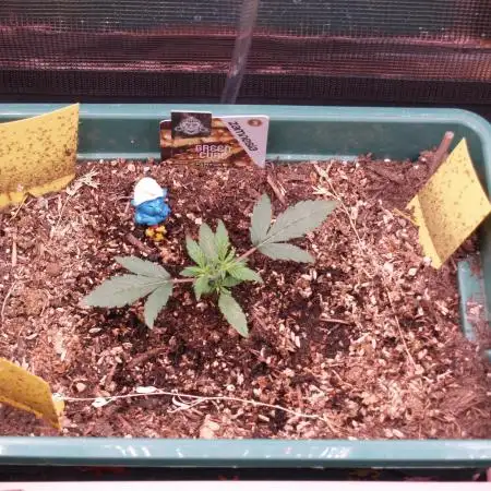 Green Cure CBD F1 Hybrid Auto Zamnesia