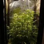 Green Cure CBD F1 Hybrid Auto Zamnesia