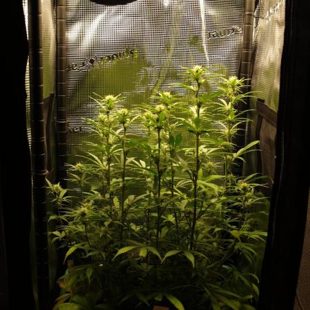 Green Cure CBD F1 Hybrid Auto Zamnesia