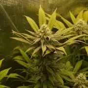 Eleven Roses Klon zur Blüte 2