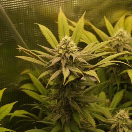 Eleven Roses Klon zur Blüte 2