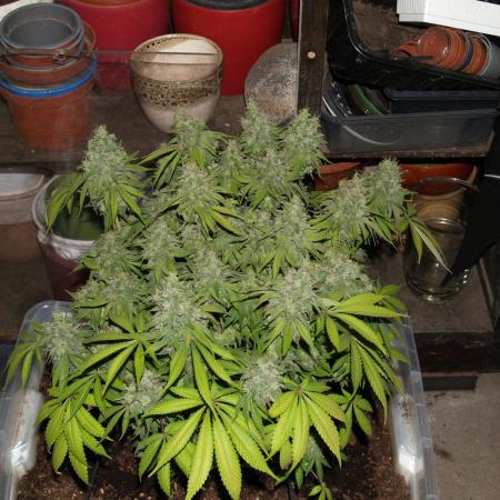 White Rhino Indoor
