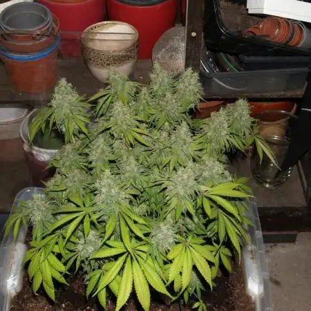 White Rhino Indoor