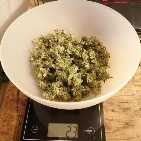 White Truffle Outdoor 2025
