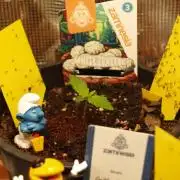 White Truffle Indoor 2025